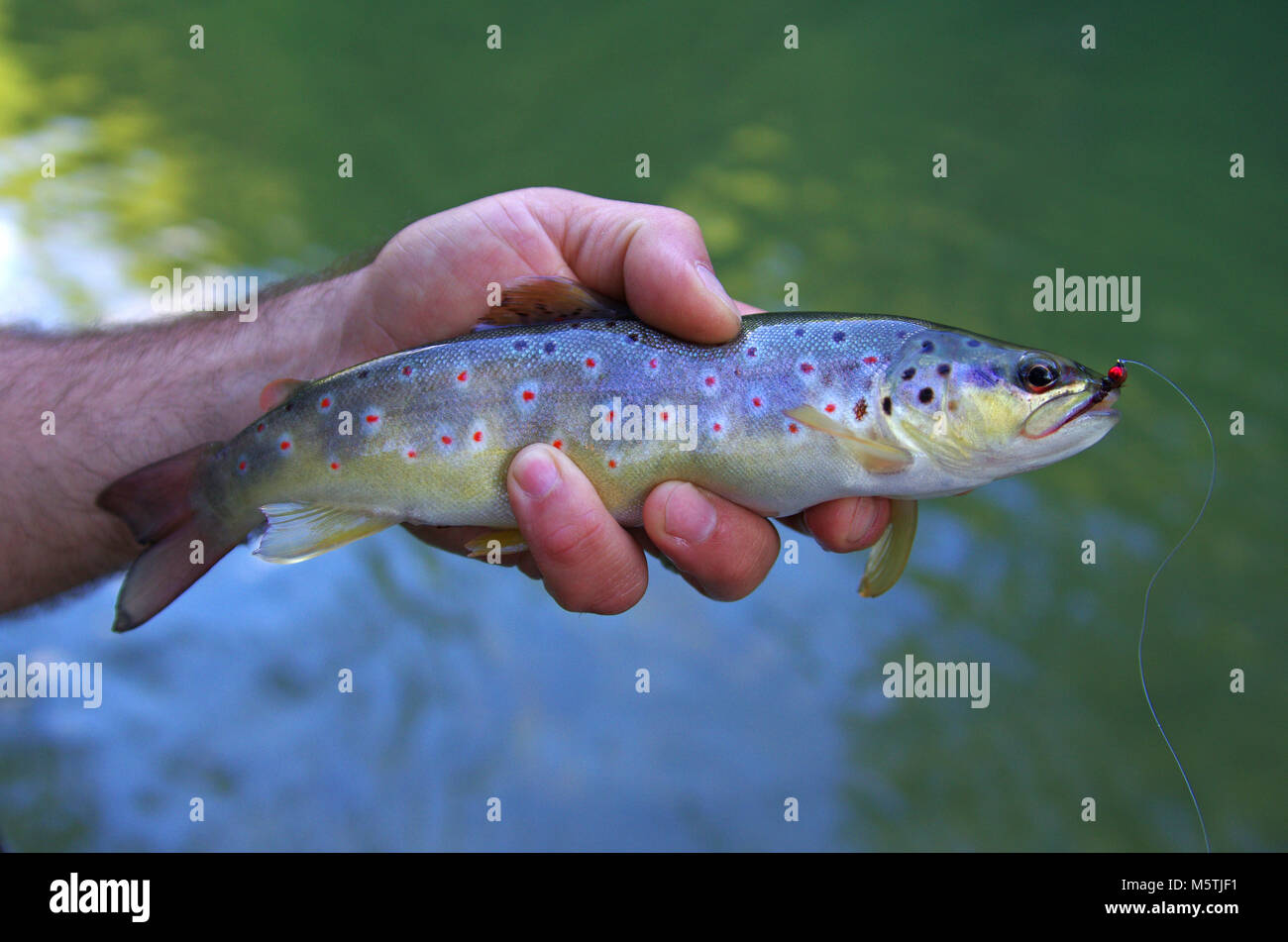 Fly fishing catch hires stock photography and images Alamy