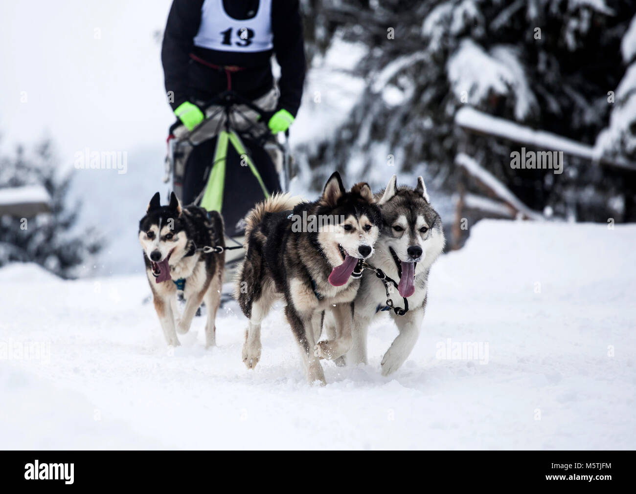 Dogsledding with huskies Stock Photo Alamy