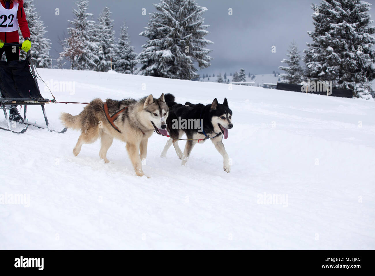 Dogsledding with huskies Stock Photo Alamy
