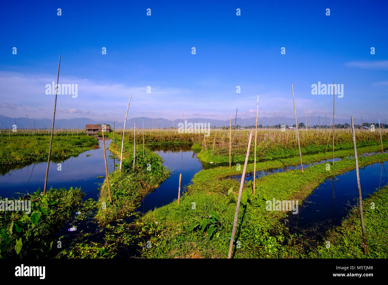 Swimming gardens are set up on Inle lake to grow tomatoes and other vegetables on Inle lake Stock Photo