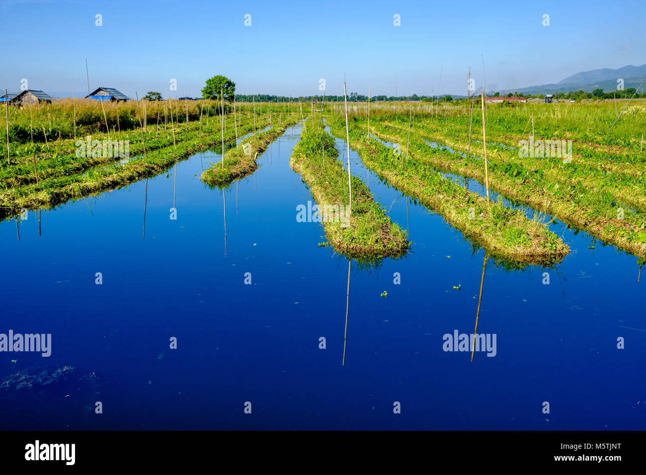 Swimming gardens are set up on Inle lake to grow tomatoes and other vegetables on Inle lake Stock Photo