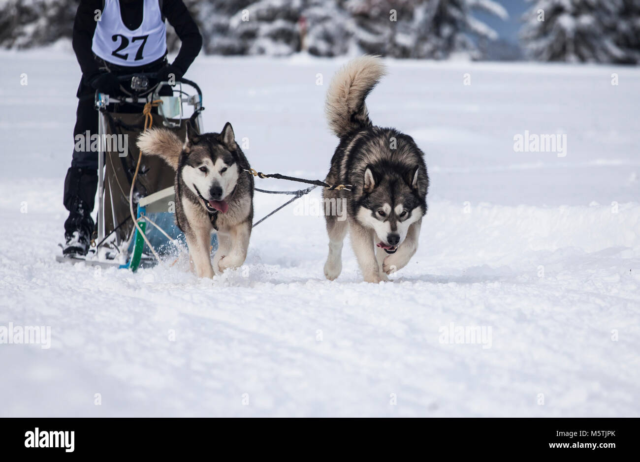 Dogsledding with huskies Stock Photo Alamy