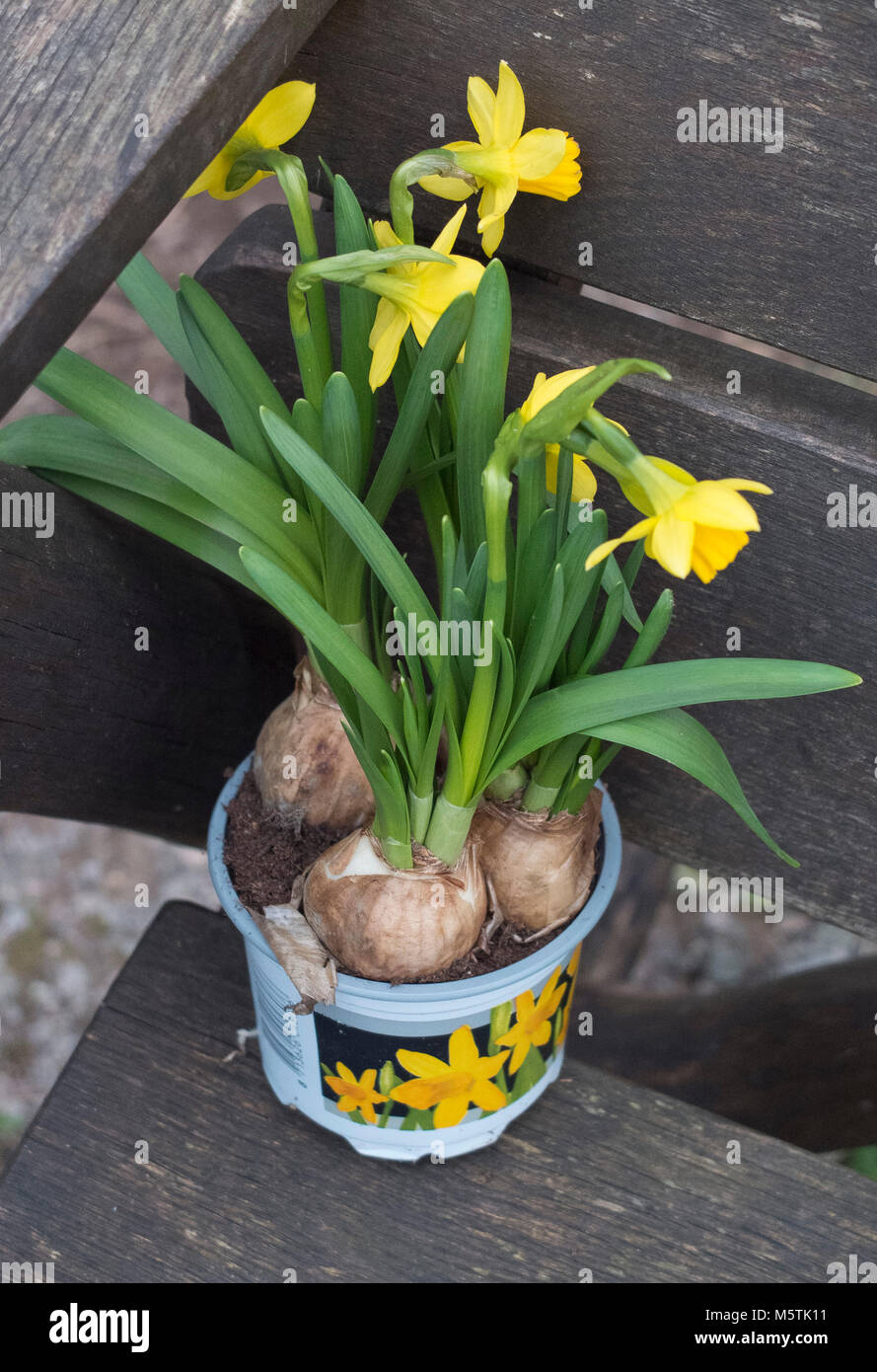 Daffodils in a pot Stock Photo Alamy