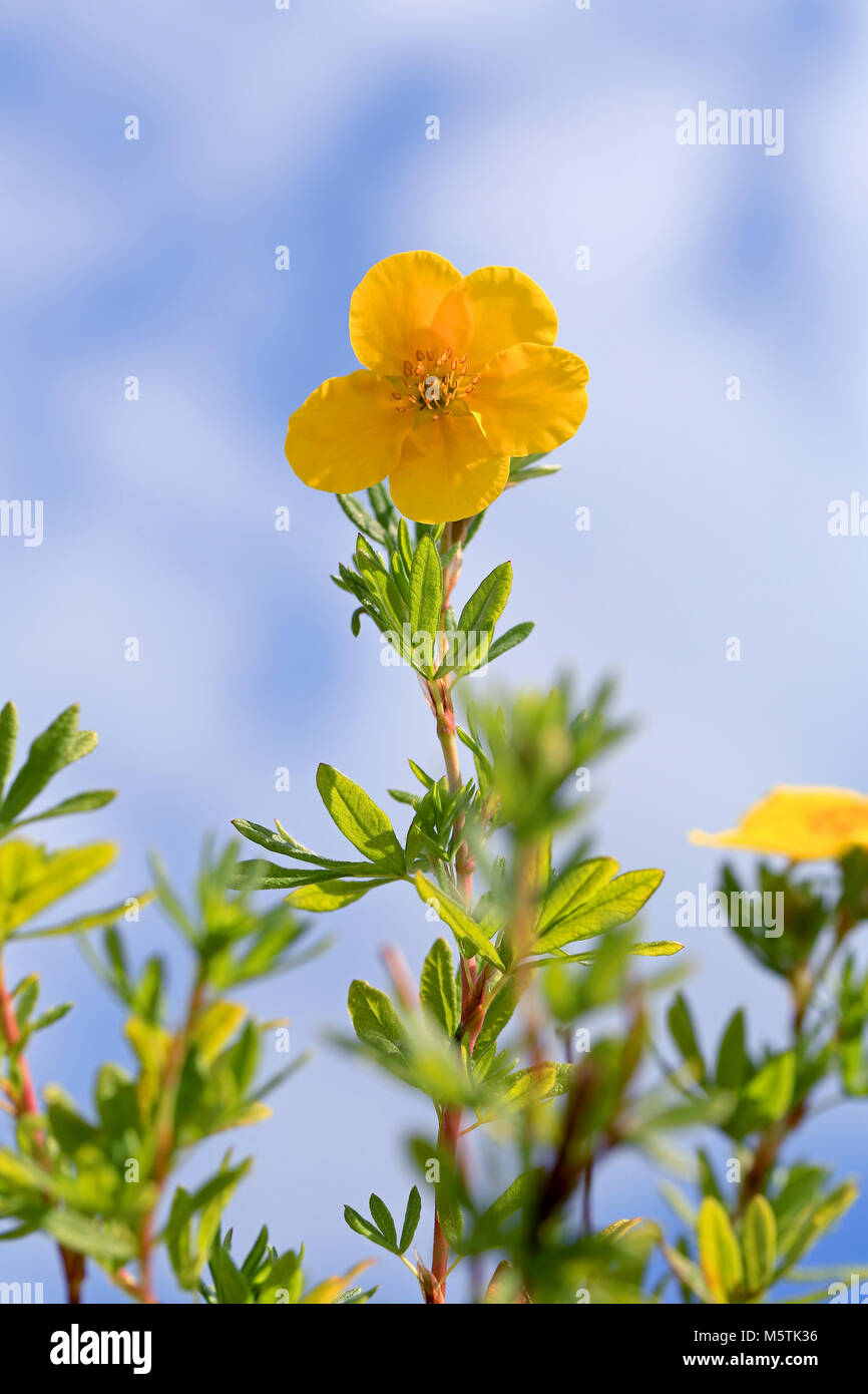 Yellow flower of Dasiphora fructicosa reaching towards blue sky with some clouds. Stock Photo