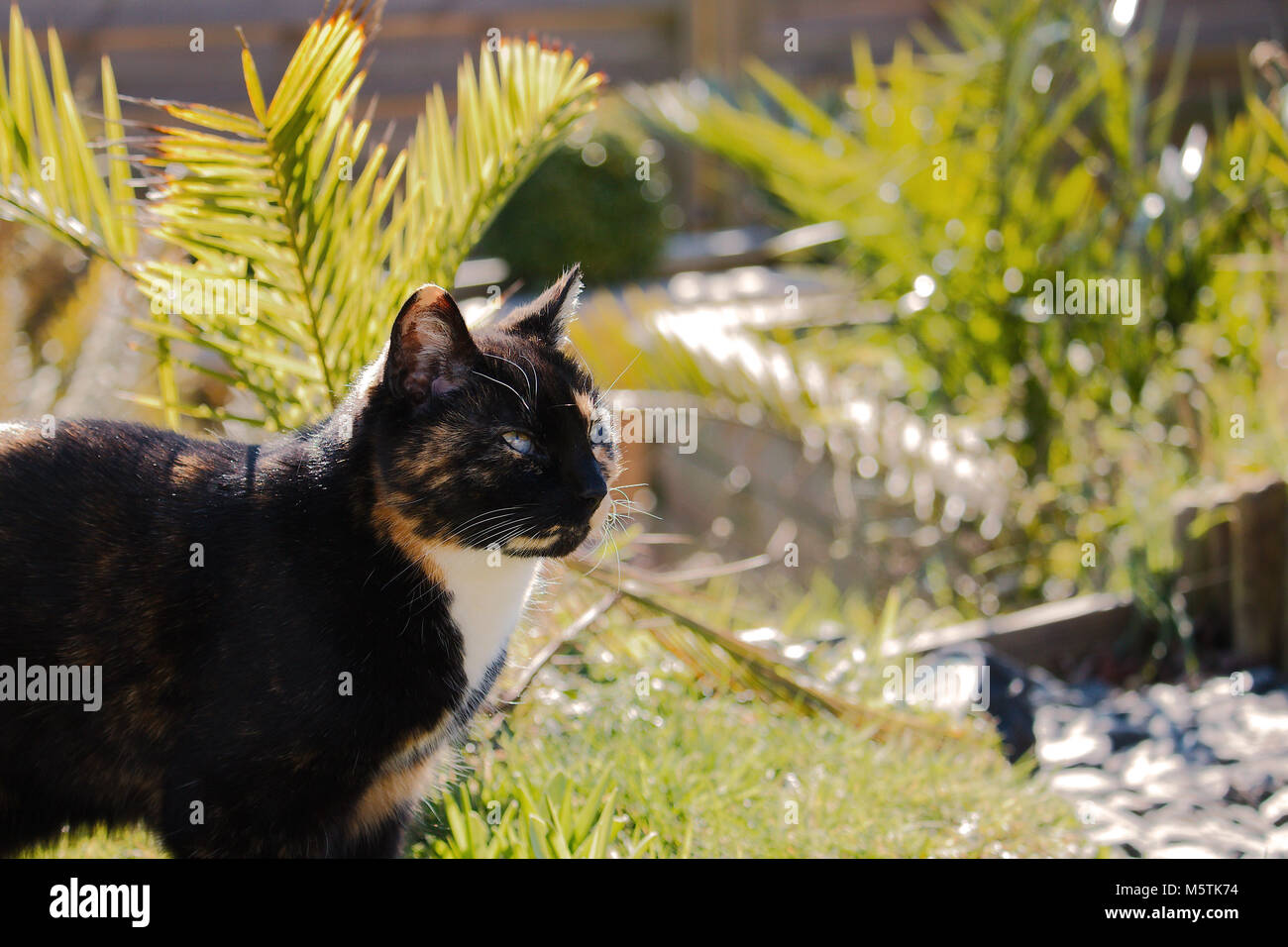 A marmalade cat, outdoors in the sun looking to the right at something. Right hand side left as copy space. Stock Photo