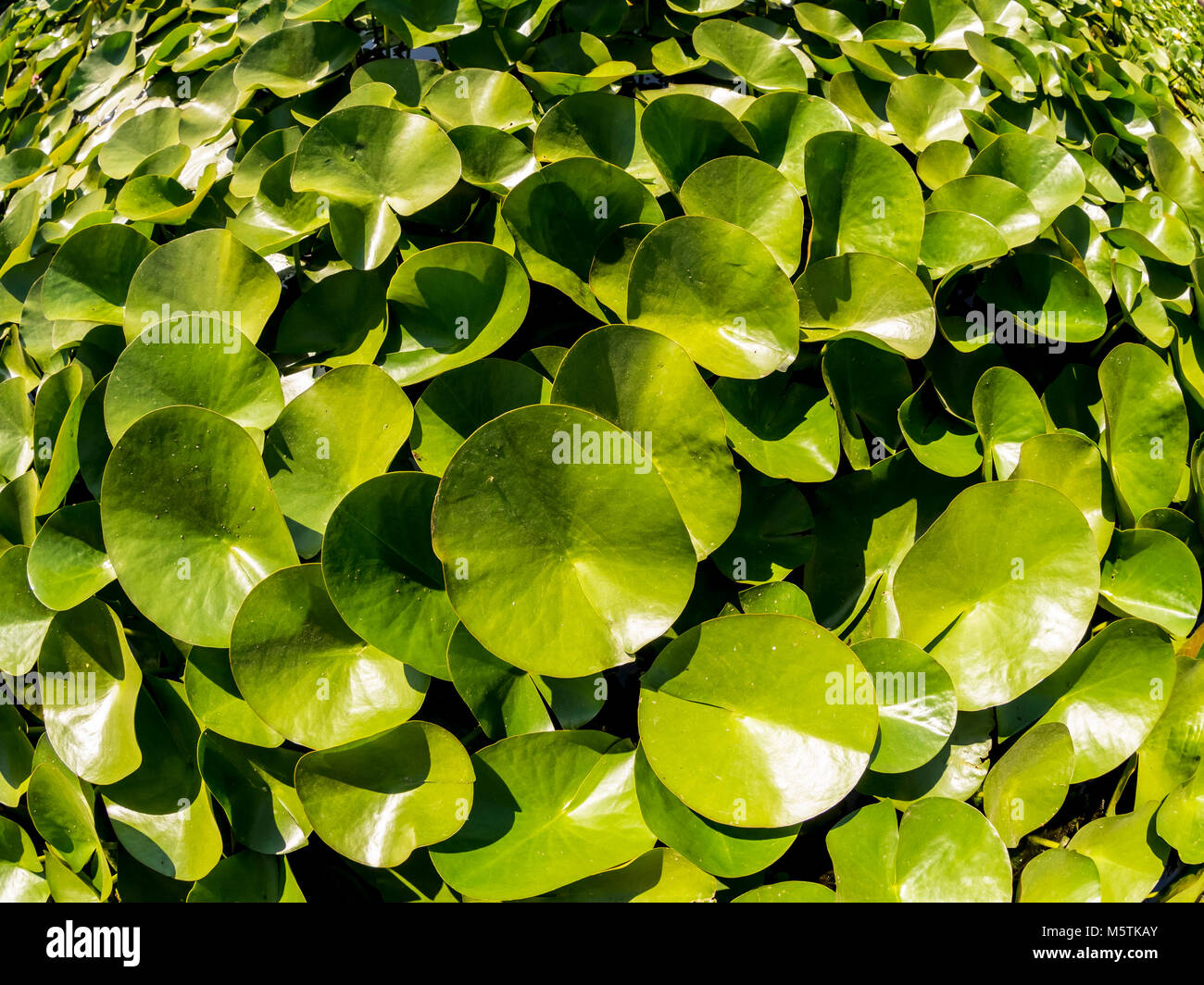 Lotus leaf in pond top hi-res stock photography and images - Alamy