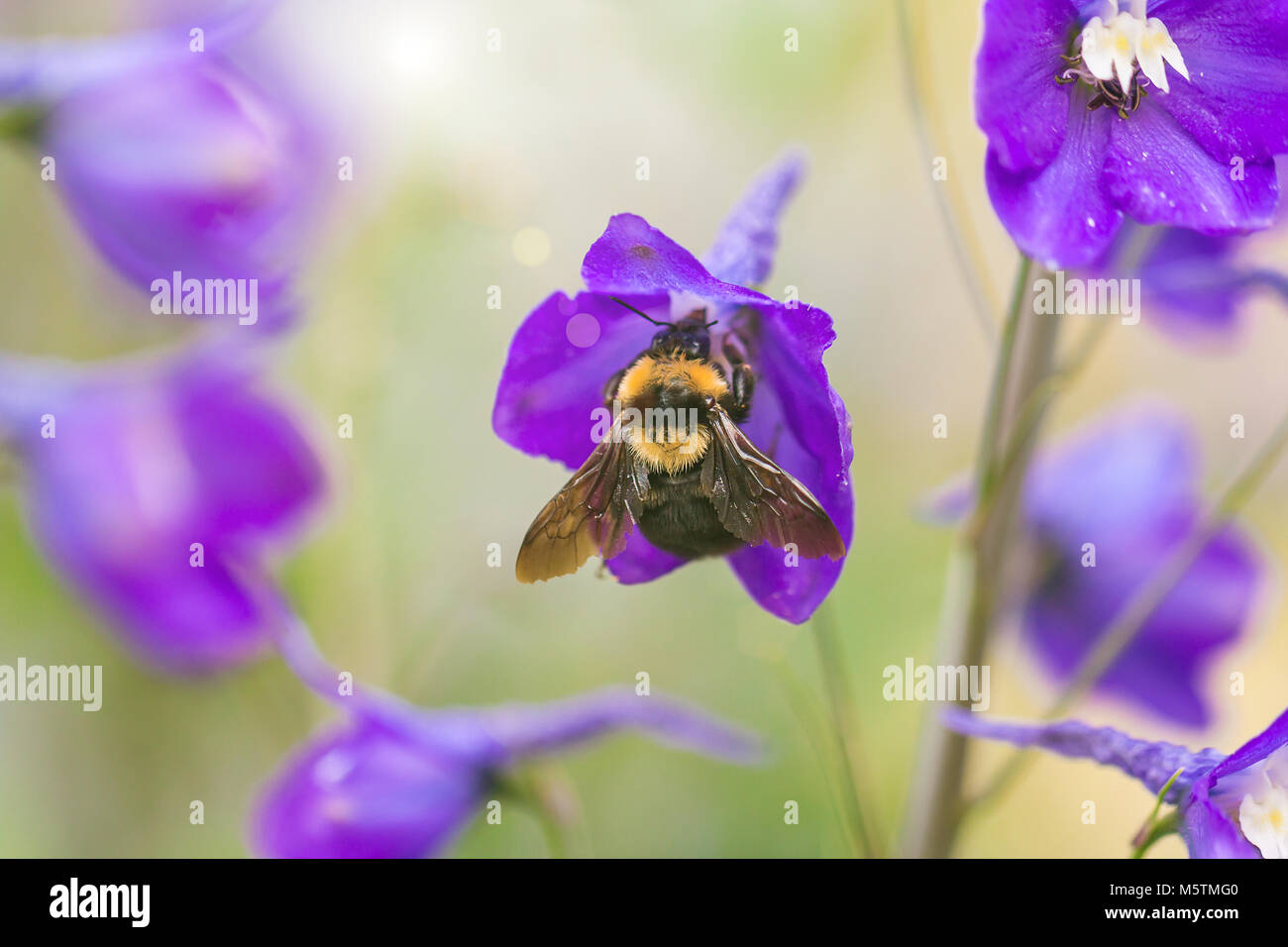 A macro shot of a bumblebee Stock Photo - Alamy