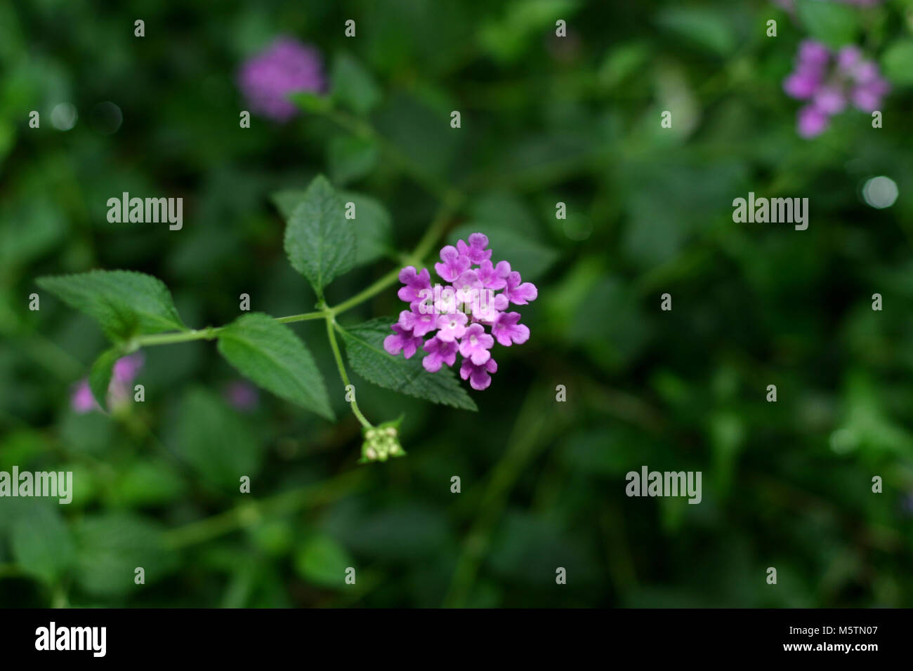 West Indian Lantana, Eldkrona (Lantana camara) Stock Photo