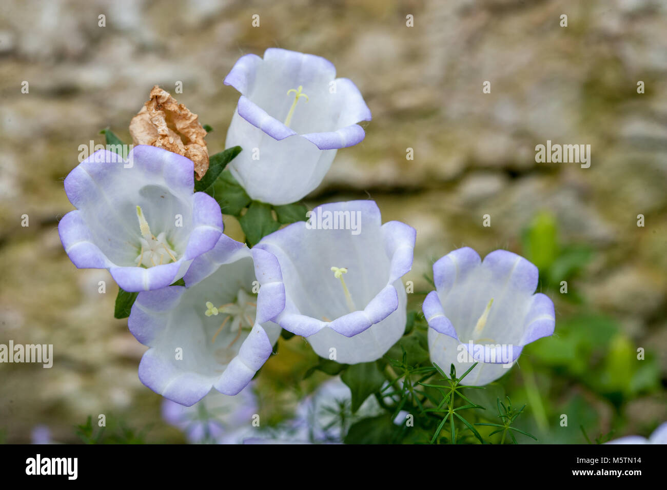 Adriatic bellflower, Italiensk klocka (Campanula fenestrella ssp istriaca) Stock Photo