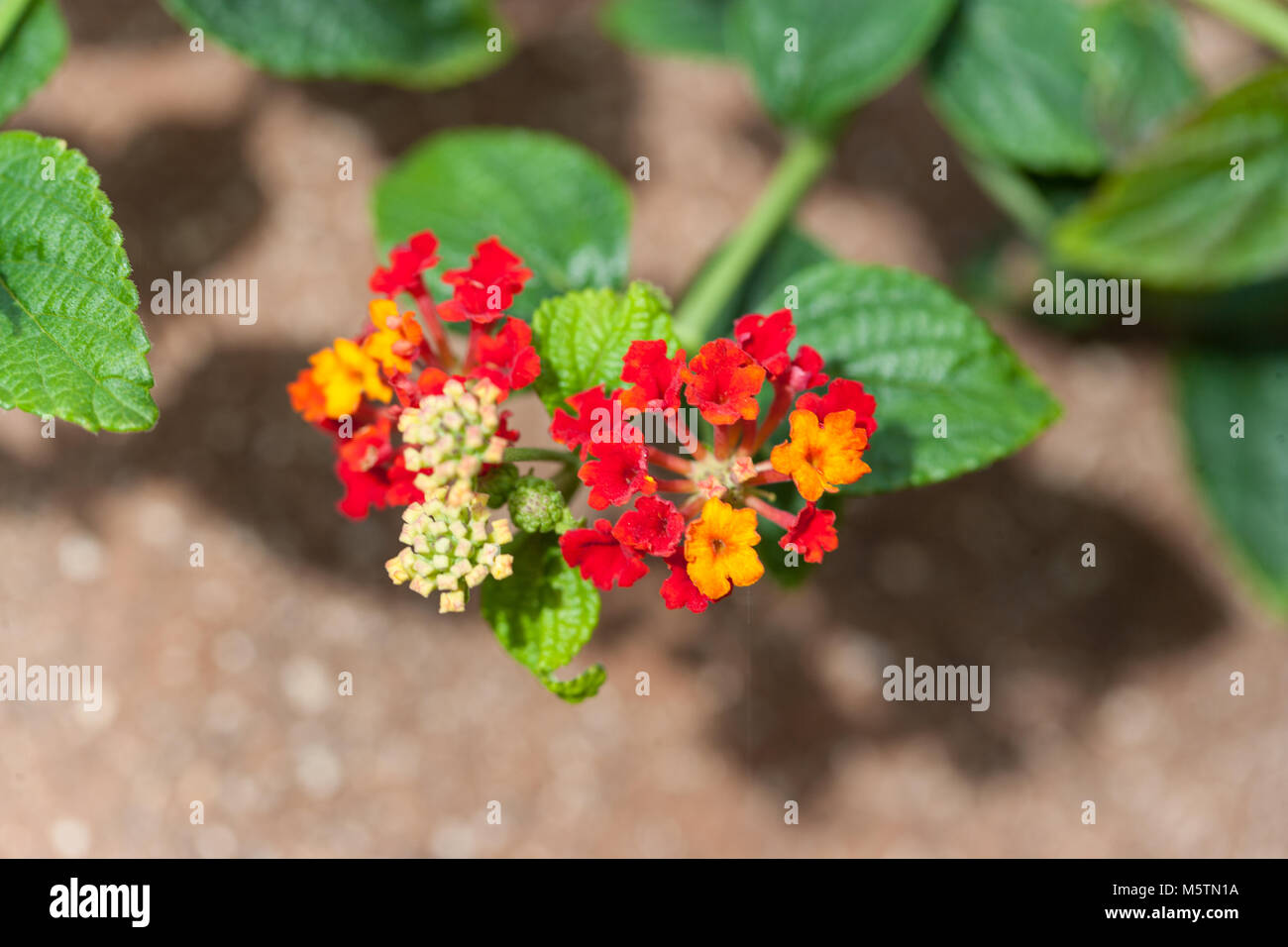 West Indian Lantana, Eldkrona (Lantana camara Stock Photo Alamy