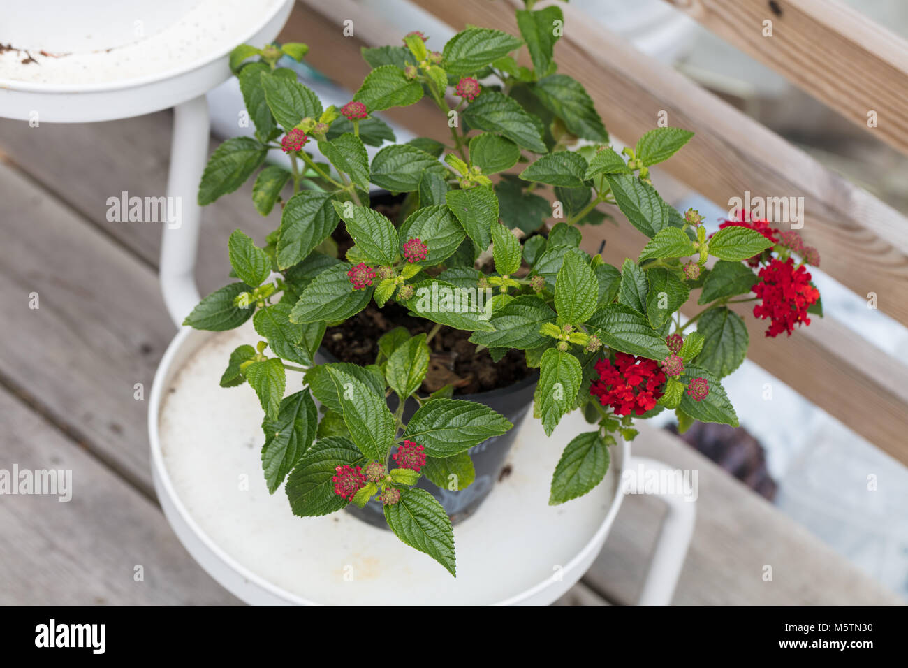 West Indian Lantana, Eldkrona (Lantana camara) Stock Photo