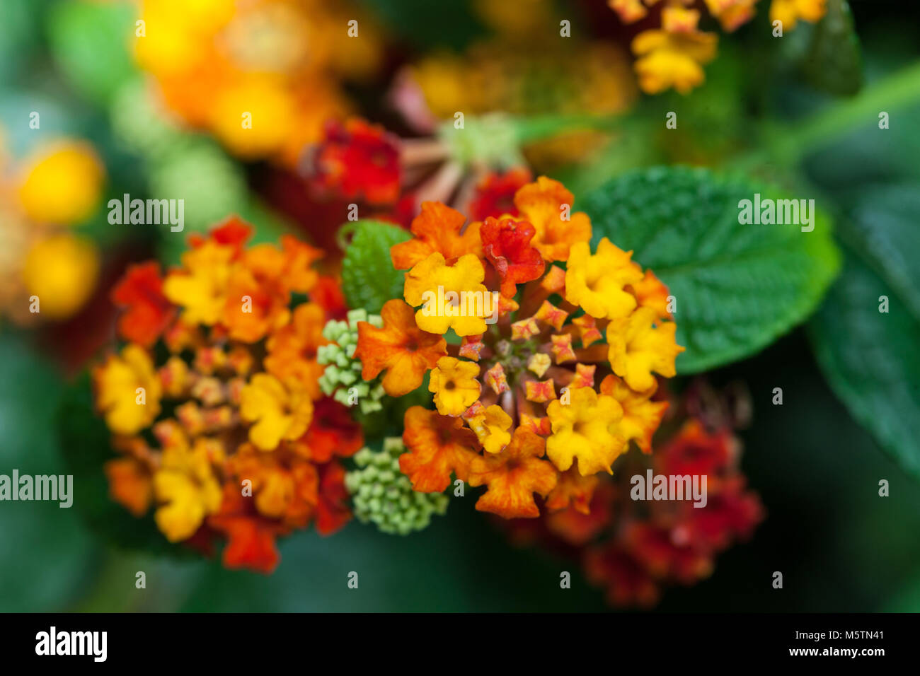 West Indian Lantana, Eldkrona (Lantana camara) Stock Photo