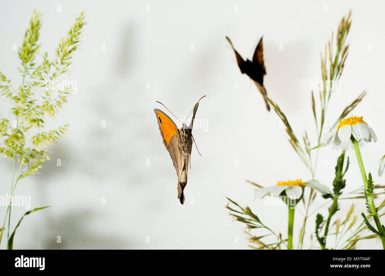 Butterflies flying Maniola jurtina in a White space Stock Photo