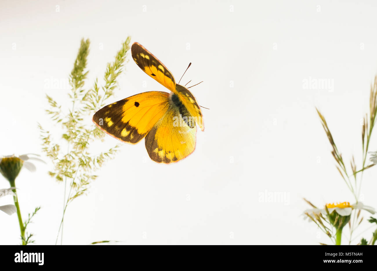 Butterflies flying Maniola jurtina in a White space Stock Photo