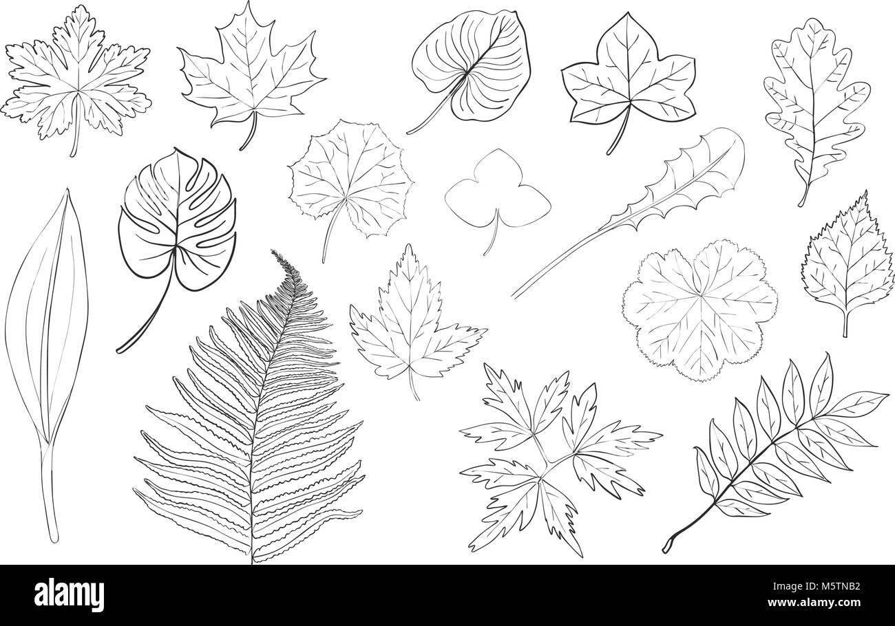 Hand Drawn Leaves Collection Vector Stock Vector Image And Art Alamy