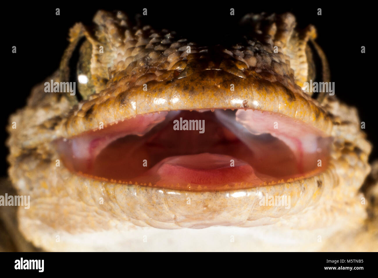 Full-grown Moorish wall gecko (Tarentola mauretanica), gecko, mediterranean wildlife, close up, opened mouth Stock Photo