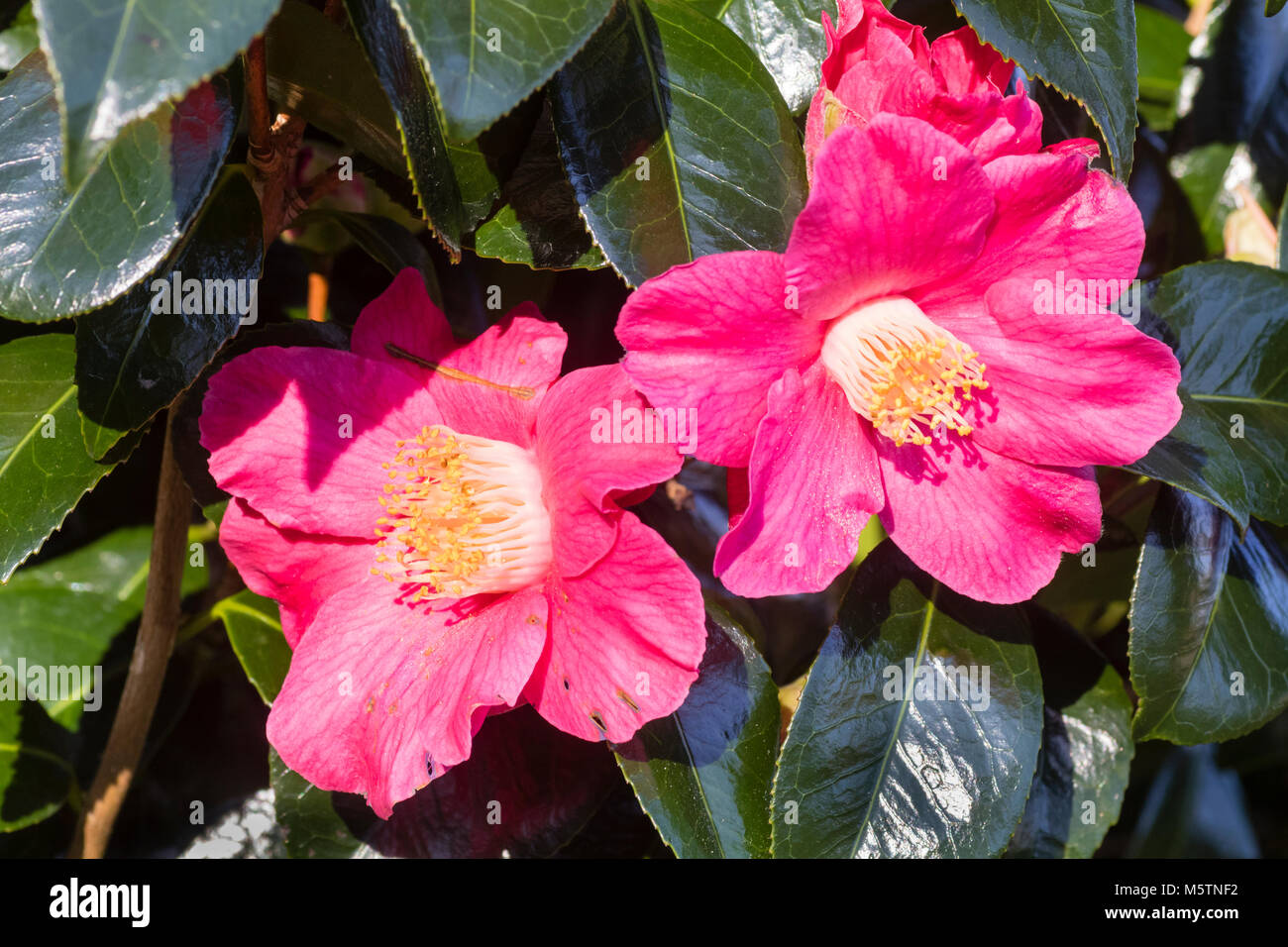 Pink flowers of the late winter flowering evergreen shrub, Camellia japonica 'Spring Promise' Stock Photo