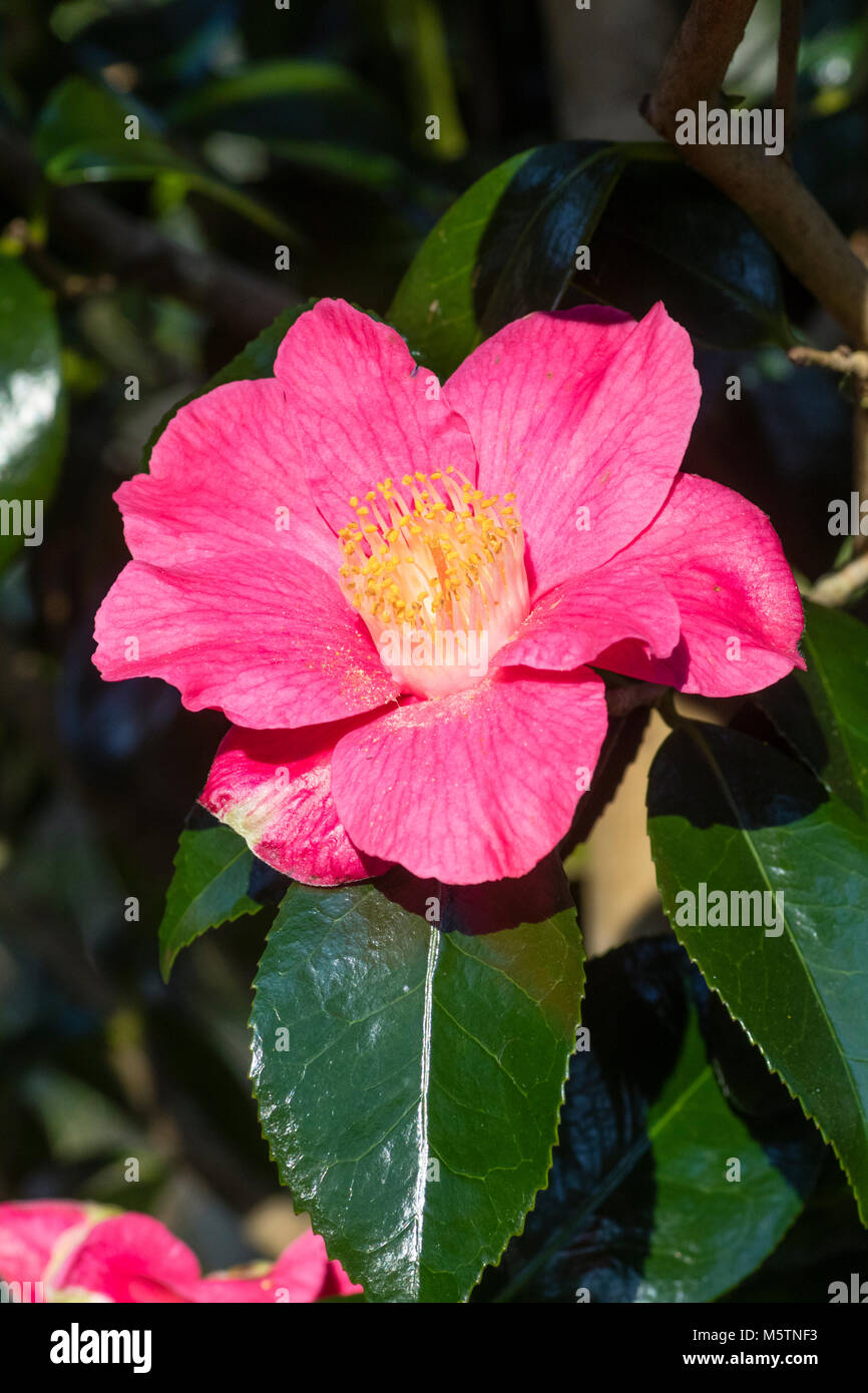 Single pink flower of the late winter flowering evergreen shrub, Camellia japonica 'Spring Promise' Stock Photo