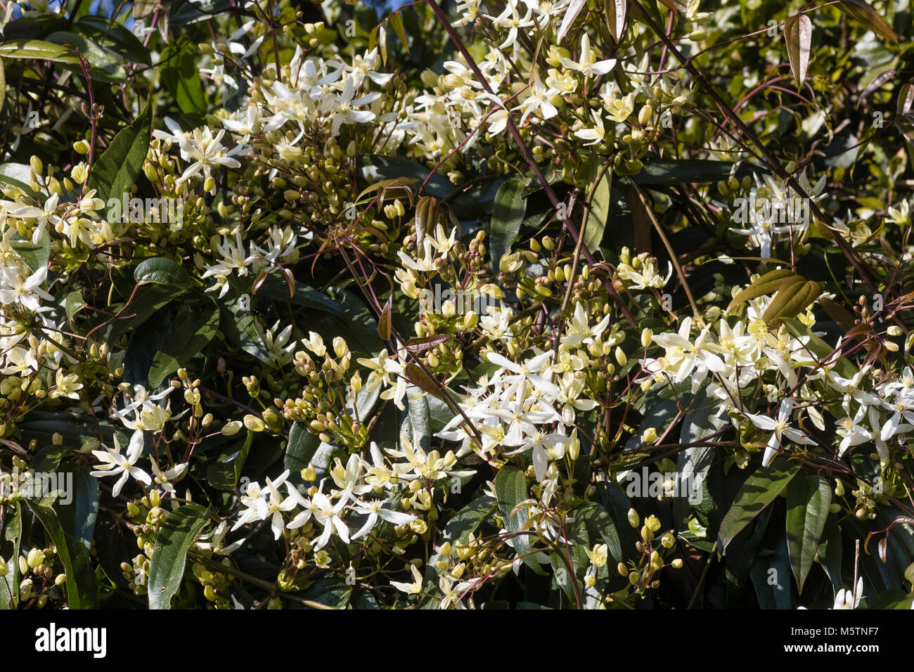 Late winter flowers and foliage of the elegant evergreen climber, Clematis armandii Stock Photo