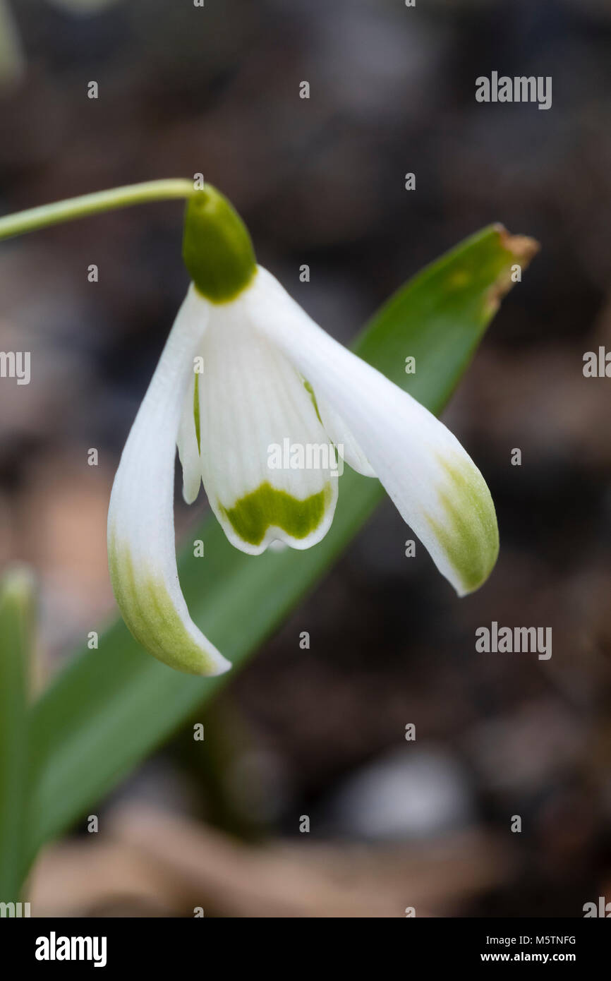 Single flower of the green marked, winter flowering snowdrop, Galanthus nivalis 'Scharlockii Group' Stock Photo
