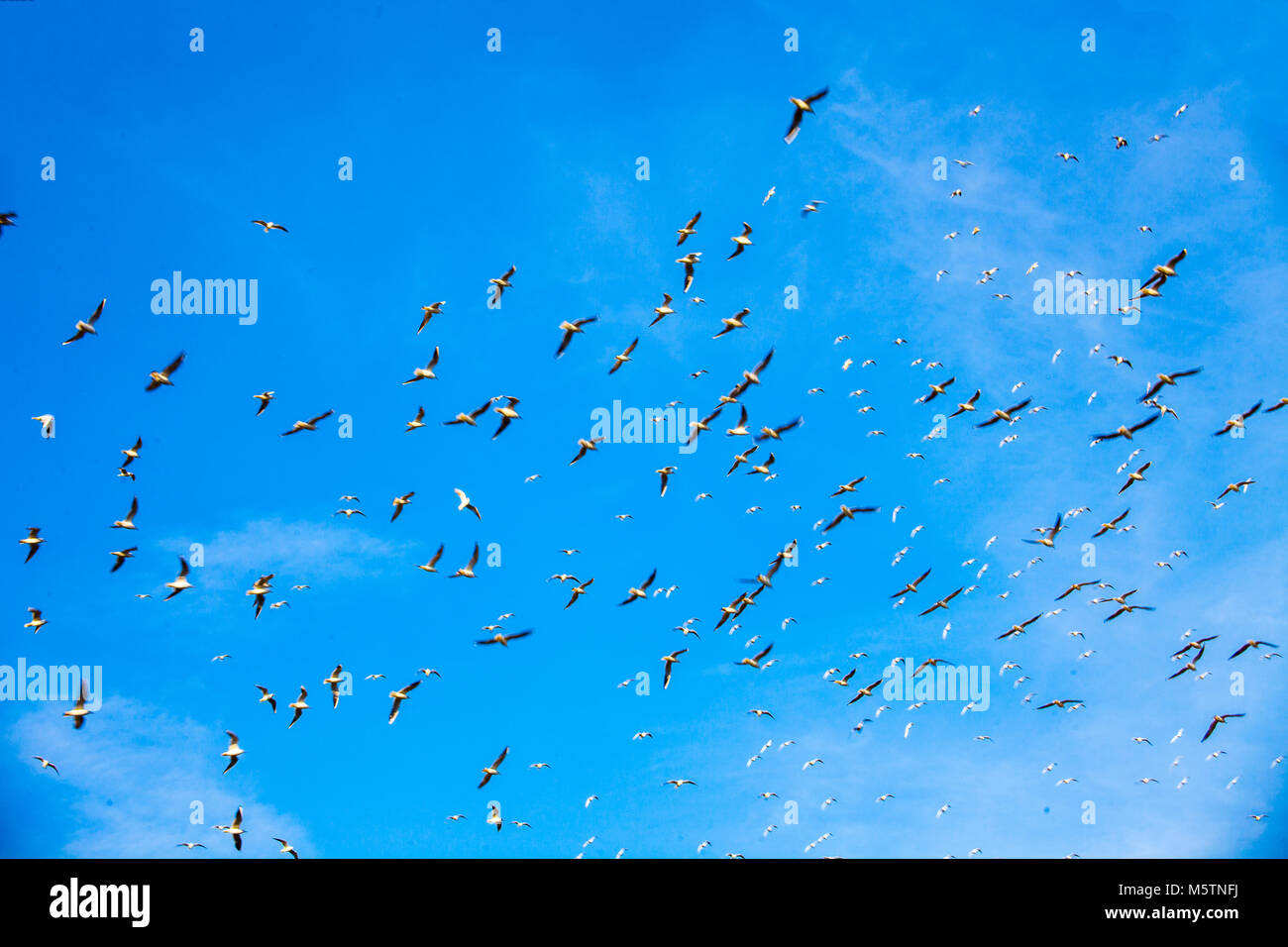 Birds flying in the blue sky. Flock of birds Stock Photo - Alamy