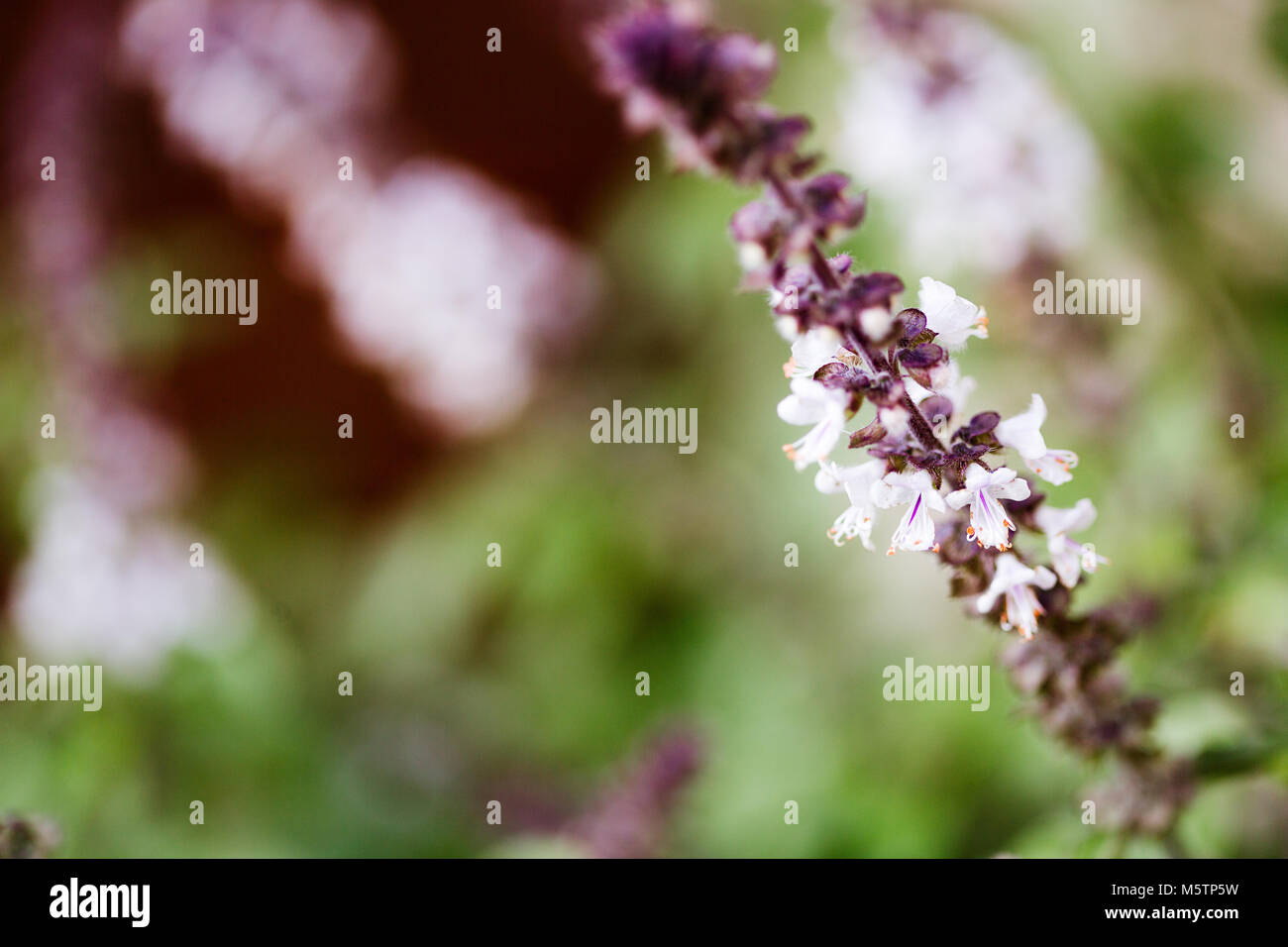 Holy basil flowers hires stock photography and images Alamy