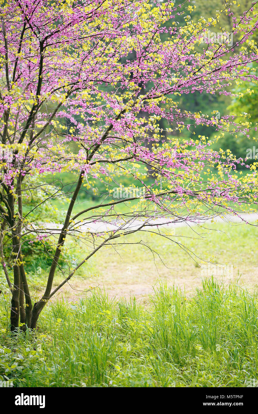 Blooming Redbud Tree Stock Photo