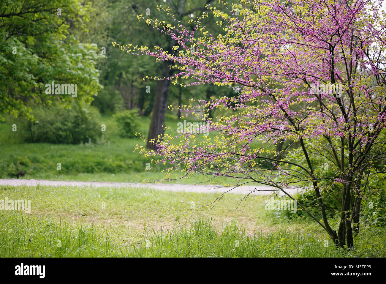 landscape with Redbud Tree Stock Photo