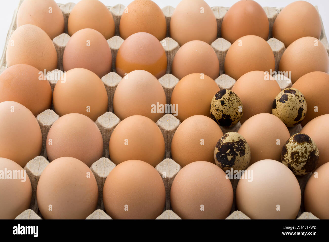 Background of chicken and quail eggs in a cardboard tray Stock Photo ...
