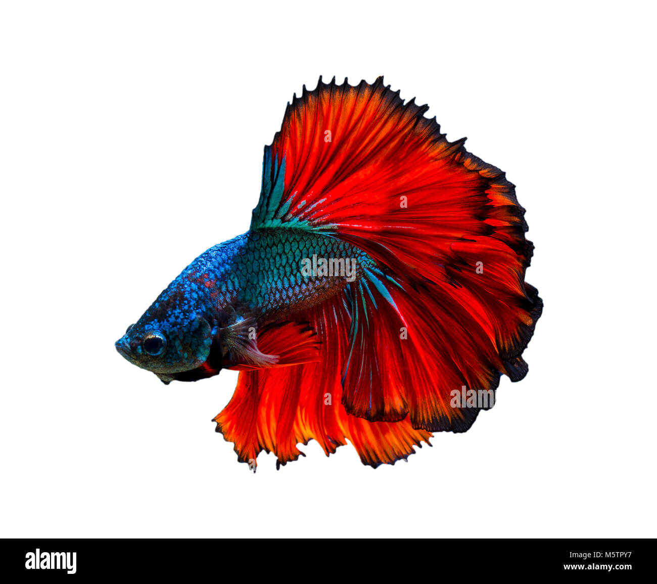 Fighting fish Red blue White background Isolate Stock Photo - Alamy