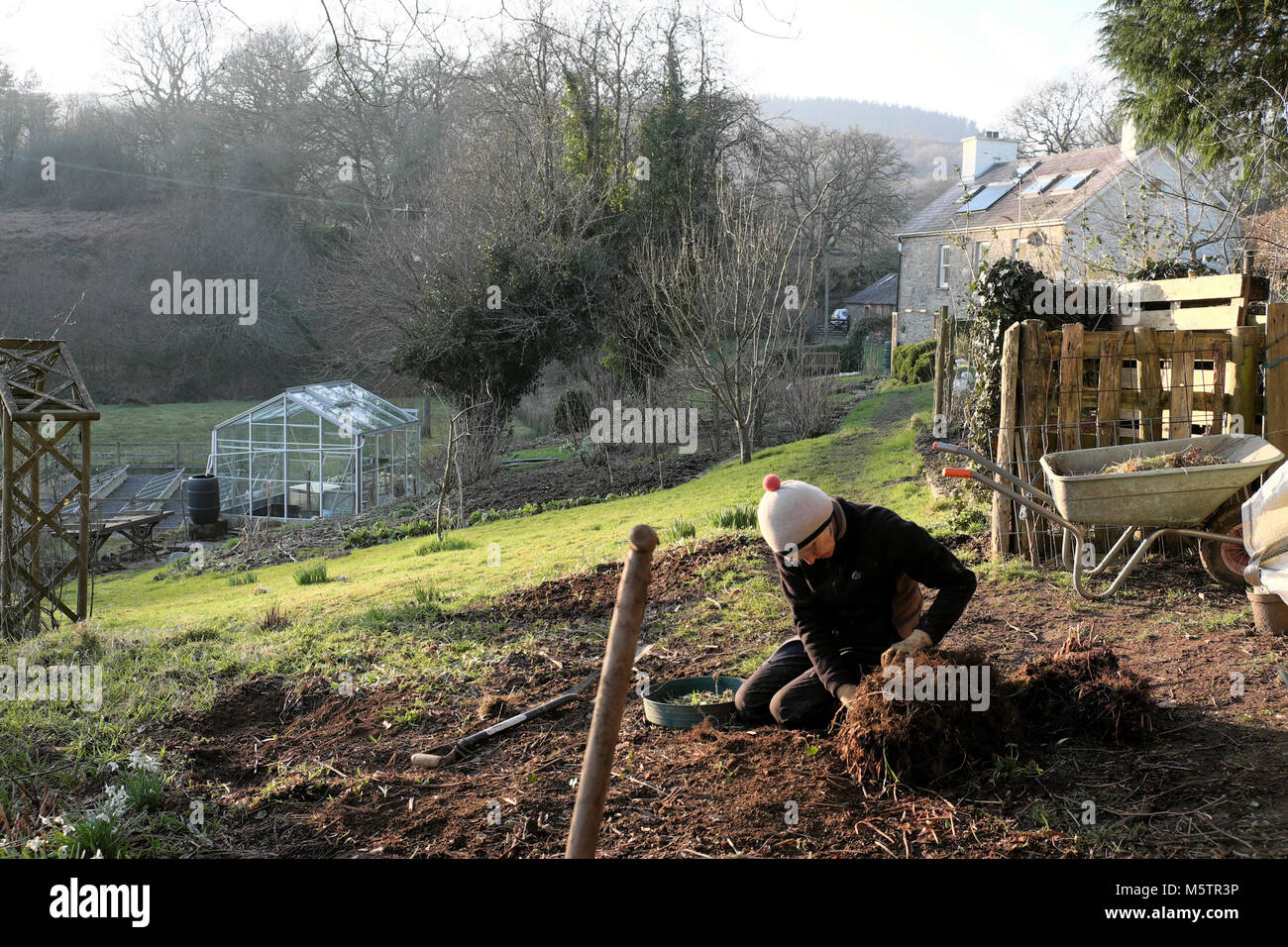 A mature woman gardener working in a winter garden salvaging bluebell bulbs from a clump of old dug up ferns in Carmarthenshire Wales UK  KATHY DEWITT Stock Photo