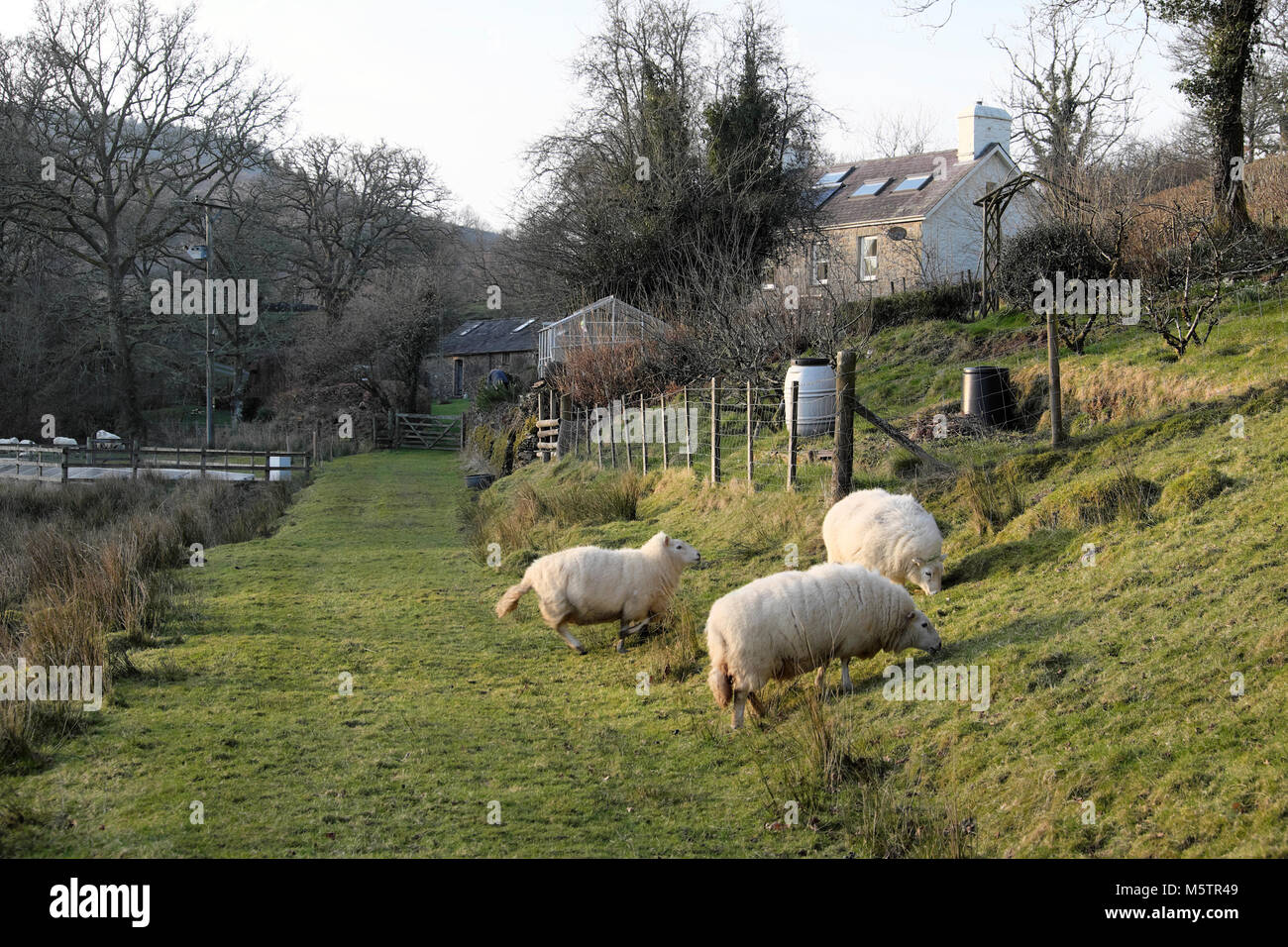 Sheep grazing in winter near a fenced off rural garden, house and greenhouse on a smallholding in the Carmarthenshire Wales UK  KATHY DEWITT Stock Photo