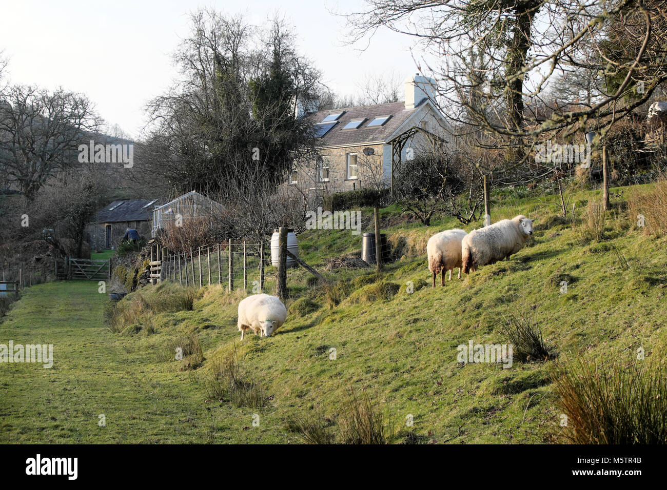 Sheep grazing in winter on a field next to a smallholding country garden, house and greenhouse in the Welsh countryside Wales UK  KATHY DEWITT Stock Photo