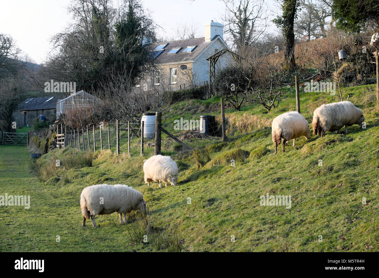 Sheep grazing in winter on land near a rural garden, house and greenhouse on a smallholding in the Welsh countryside Wales UK  KATHY DEWITT Stock Photo