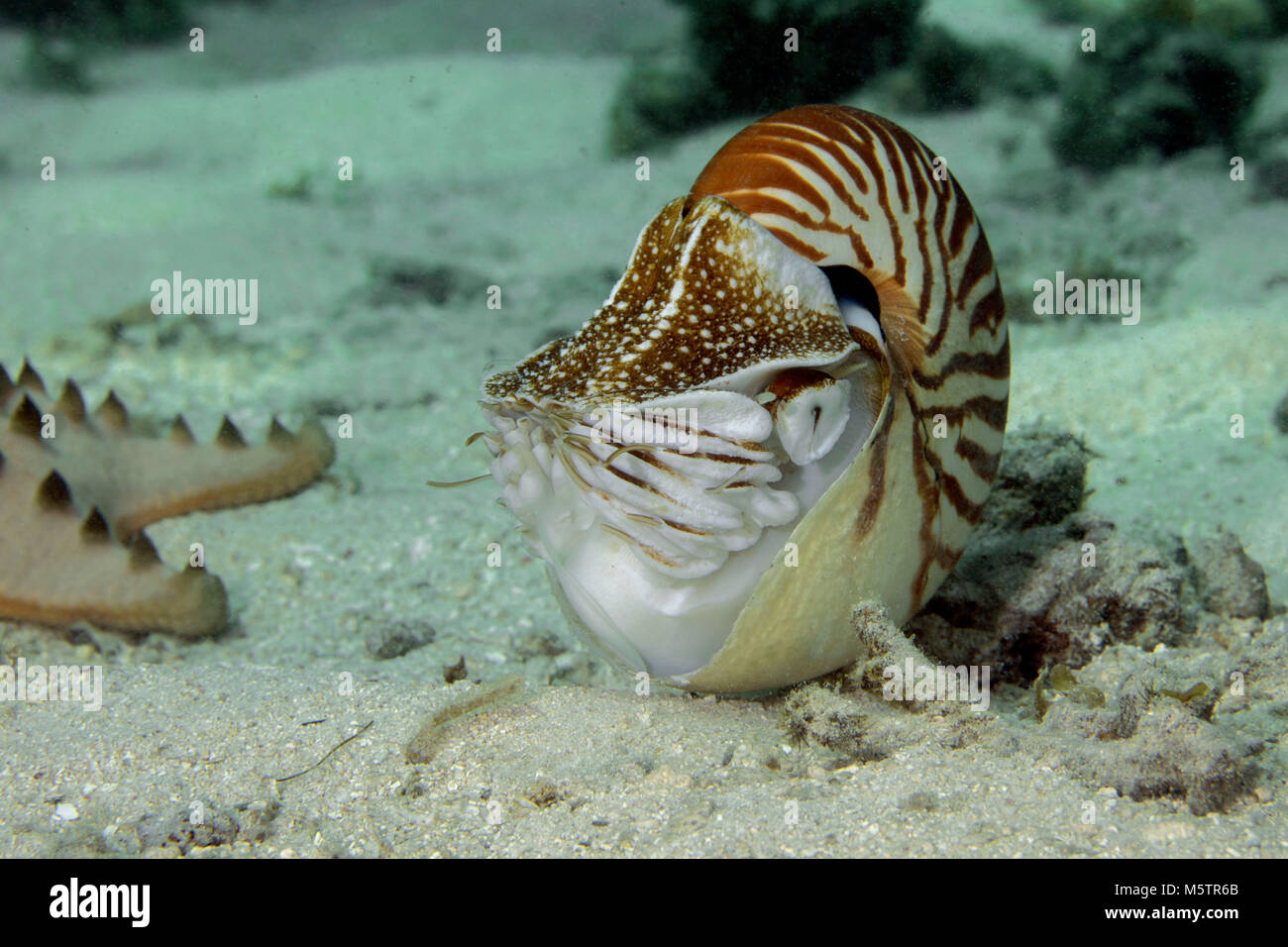 Nautilus near Panglao Island, Philippines Stock Photo Alamy