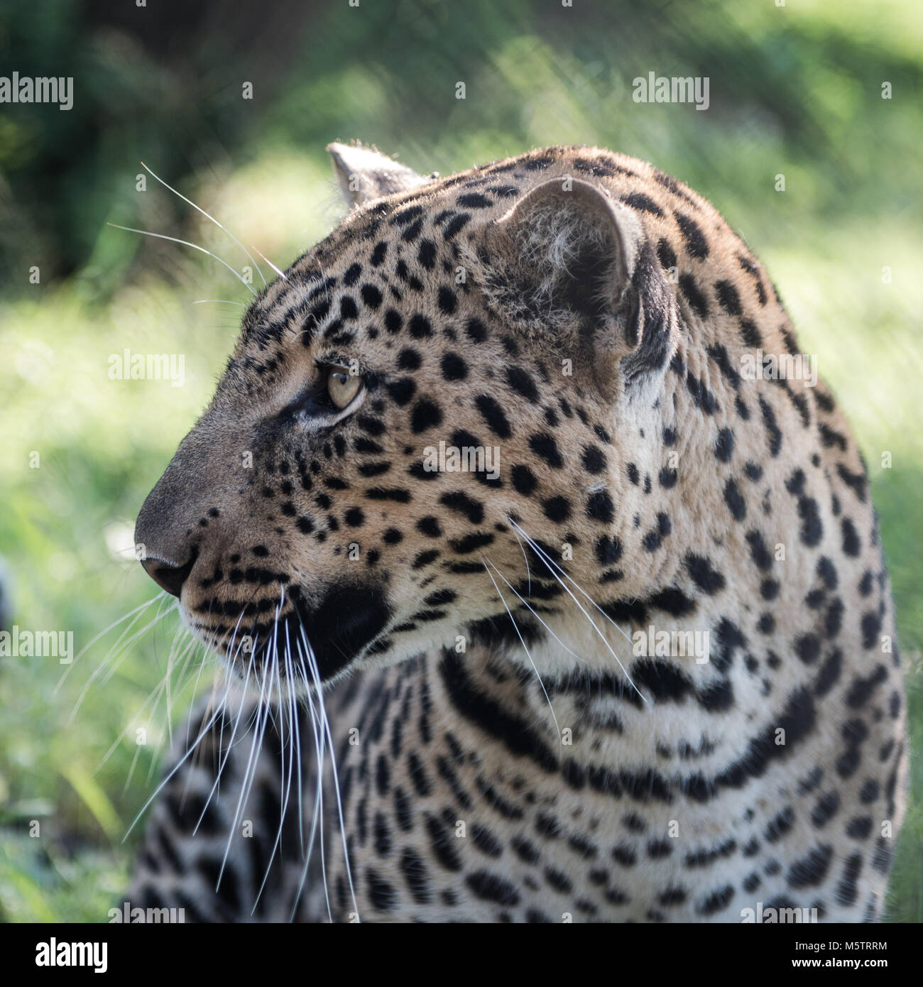 Leopard head africa hi-res stock photography and images - Alamy