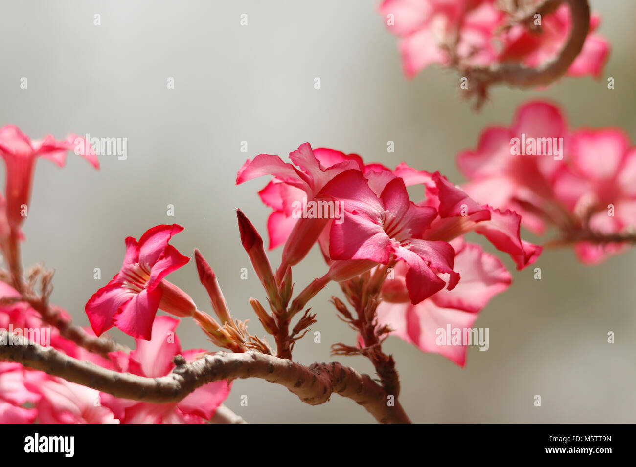 Beautiful pink adenium flowers hi-res stock photography and images - Alamy