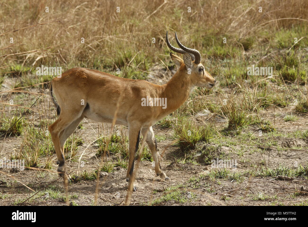 Group Of Impalas High Resolution Stock Photography and Images - Alamy