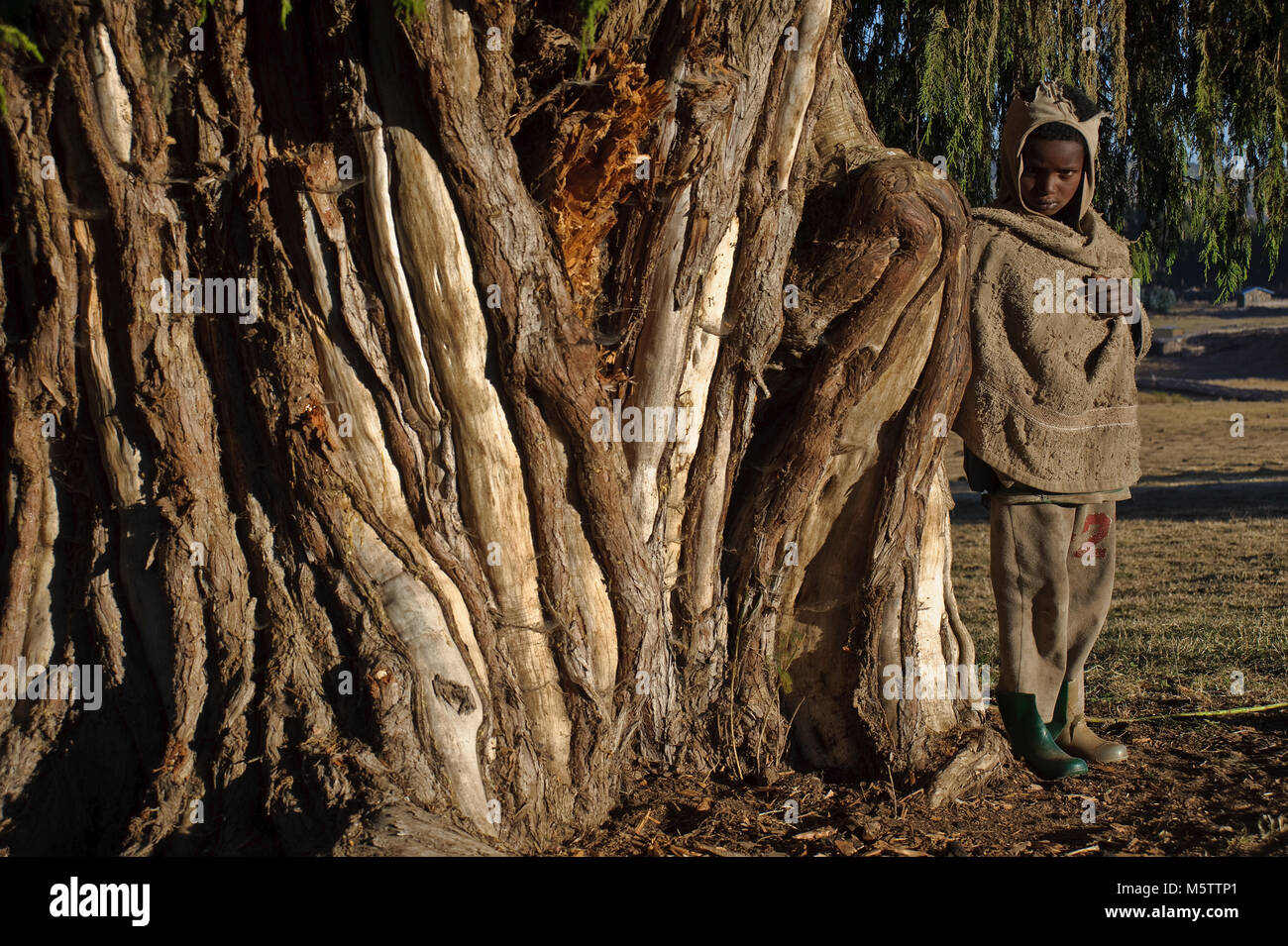Juniper tree ( juniperus procera) + shepherd ( Ethiopia) Stock Photo