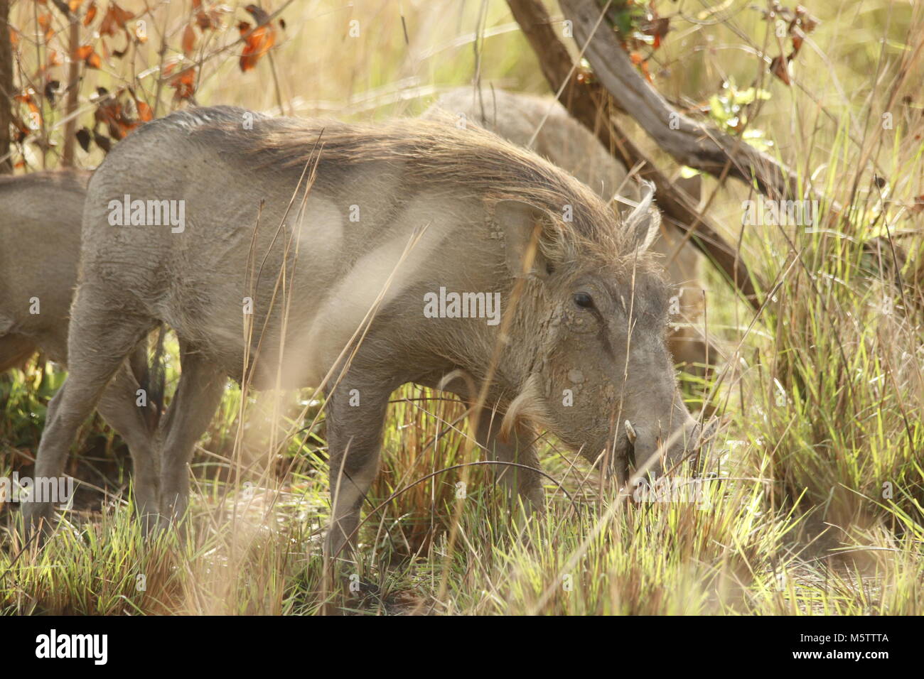 Warthogs in the bush Stock Photo