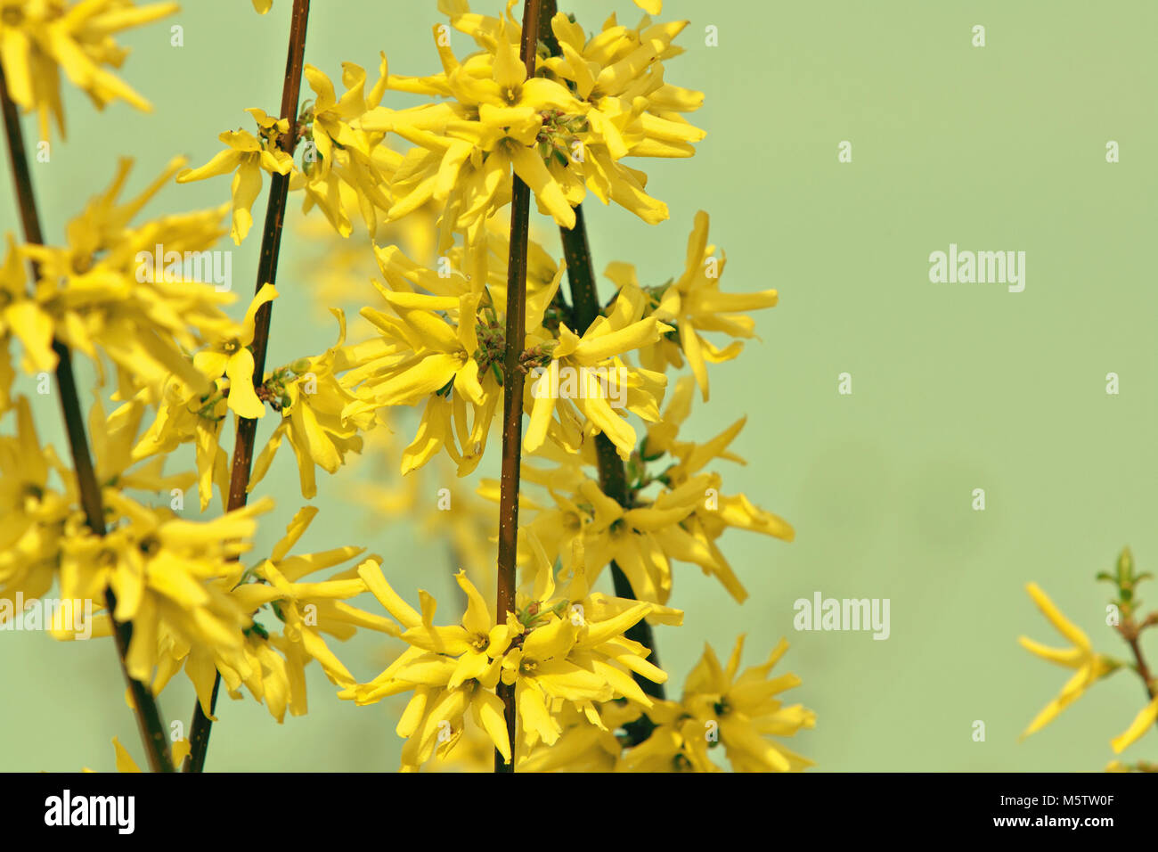 blooming forsythia branches Stock Photo