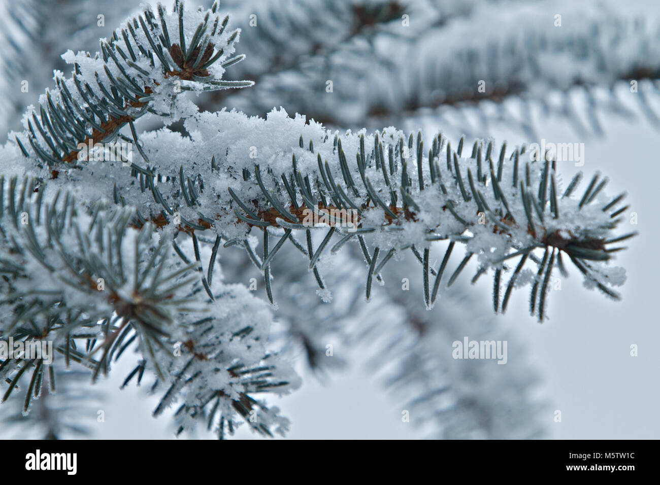 pine tree branch covered with snow Stock Photo - Alamy