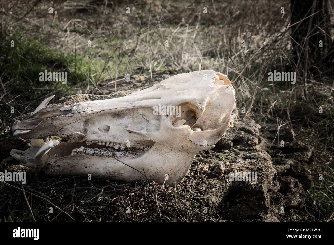 Skull of wild boar on grass background in dark gloomy style Stock Photo