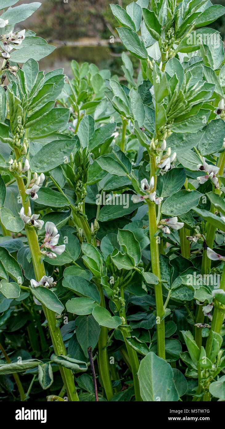 Broad Bean plant closeup 2 Stock Photo Alamy