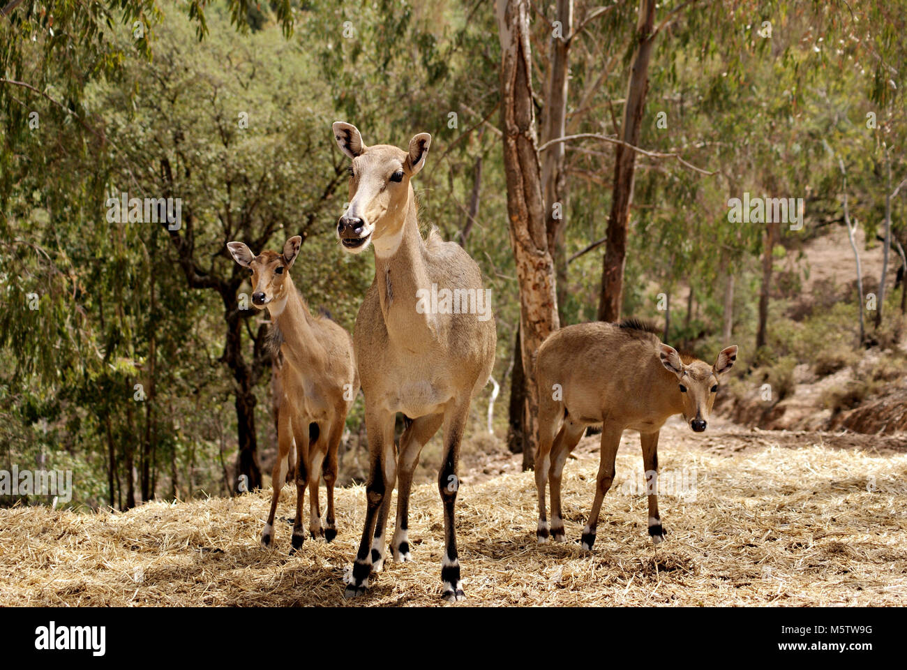 female nilgai and it´s two offpring Stock Photo