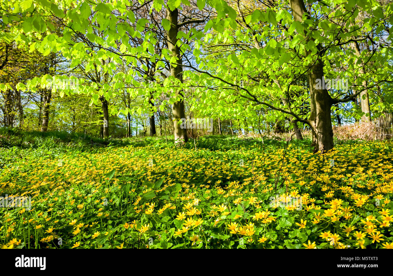 English woodland in spring Stock Photo