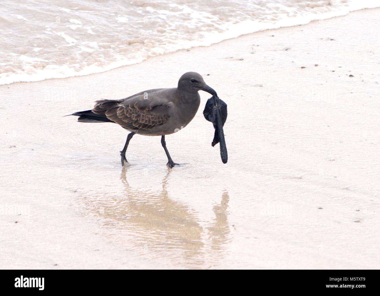 An immature lava gull or dusky gull (Leucophaeus fuliginosus) picks up a piece of plastic  on the beach. This gull, said to be the rarest gull in the Stock Photo