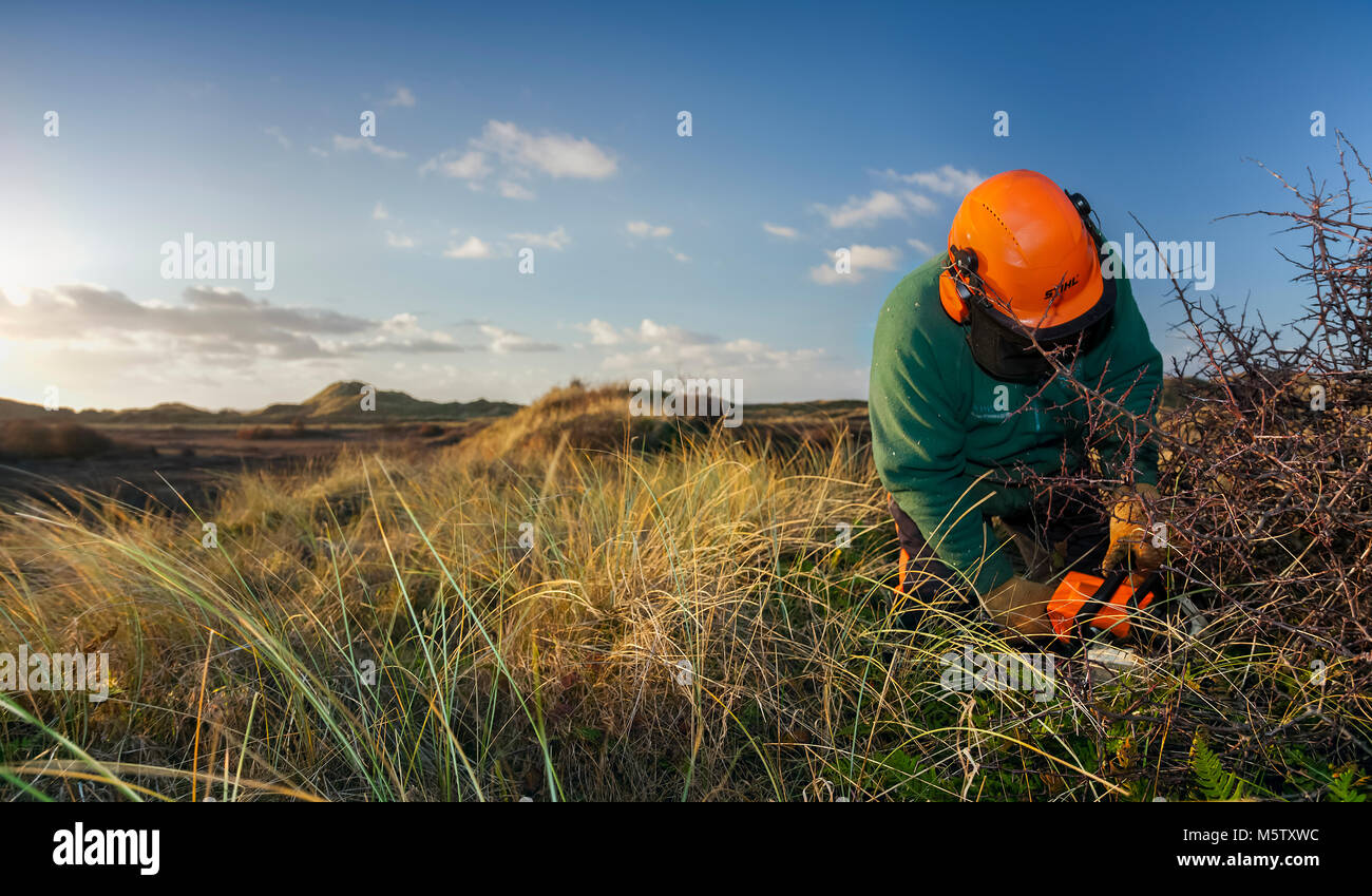 Srub Management on dune system Stock Photo
