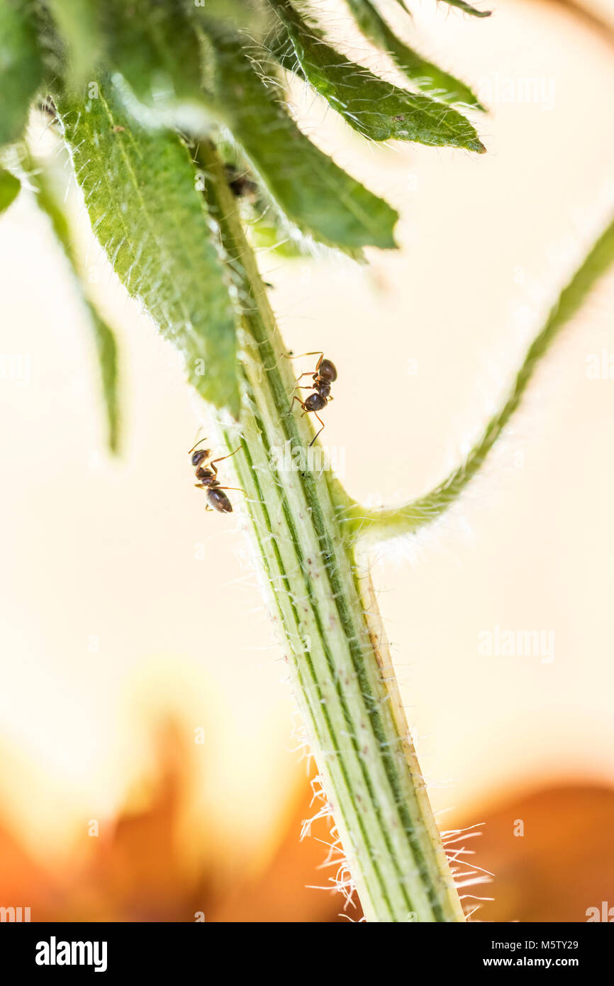 Two ants on Rudbeckia flower stem Stock Photo
