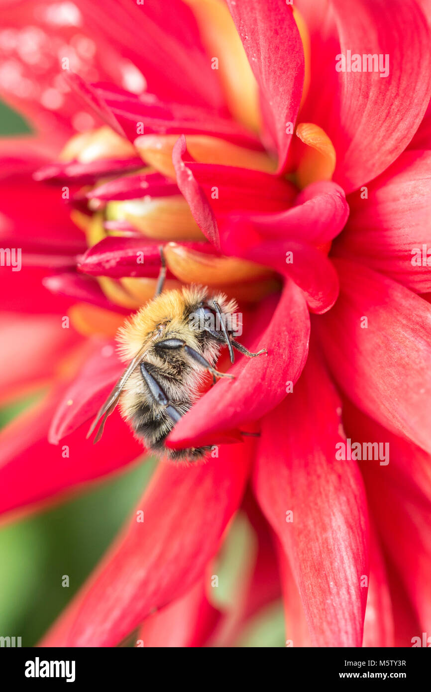 Carder Bee on Dahlia 'Alva's Doris' Stock Photo